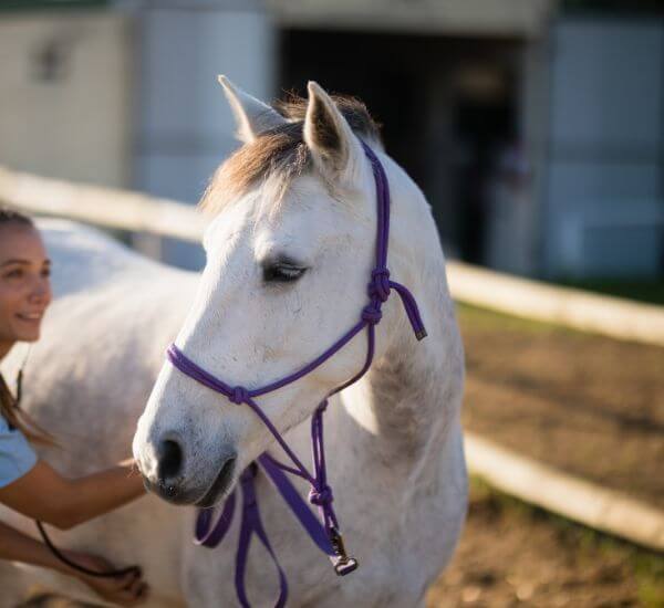 A veterinarian gently pets a white horse