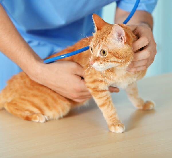 A person in blue scrubs gently examines an orange cat
