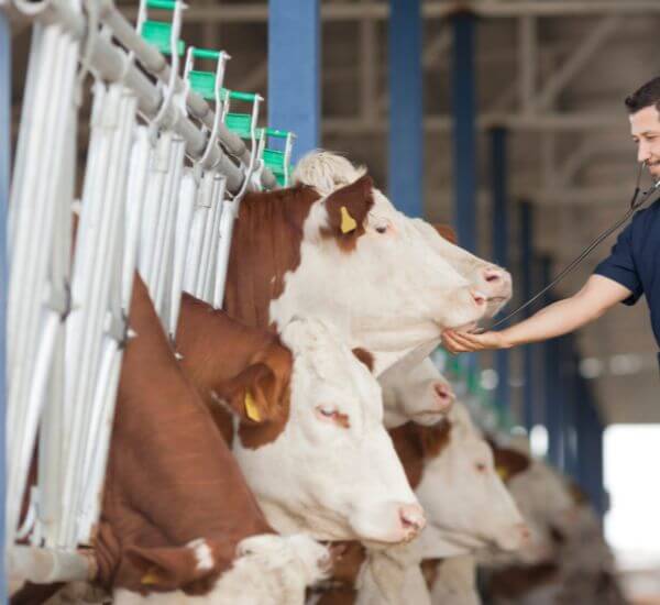 A man gently pets cows inside a rustic barn