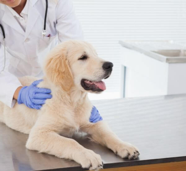 A female veterinarian examines a dog on a table