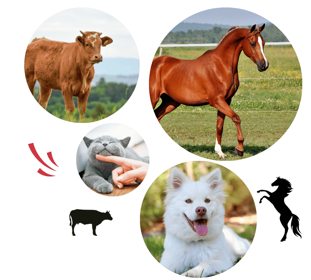 Collage of cow, horse, playful cat, smiling dog, and horse icon
