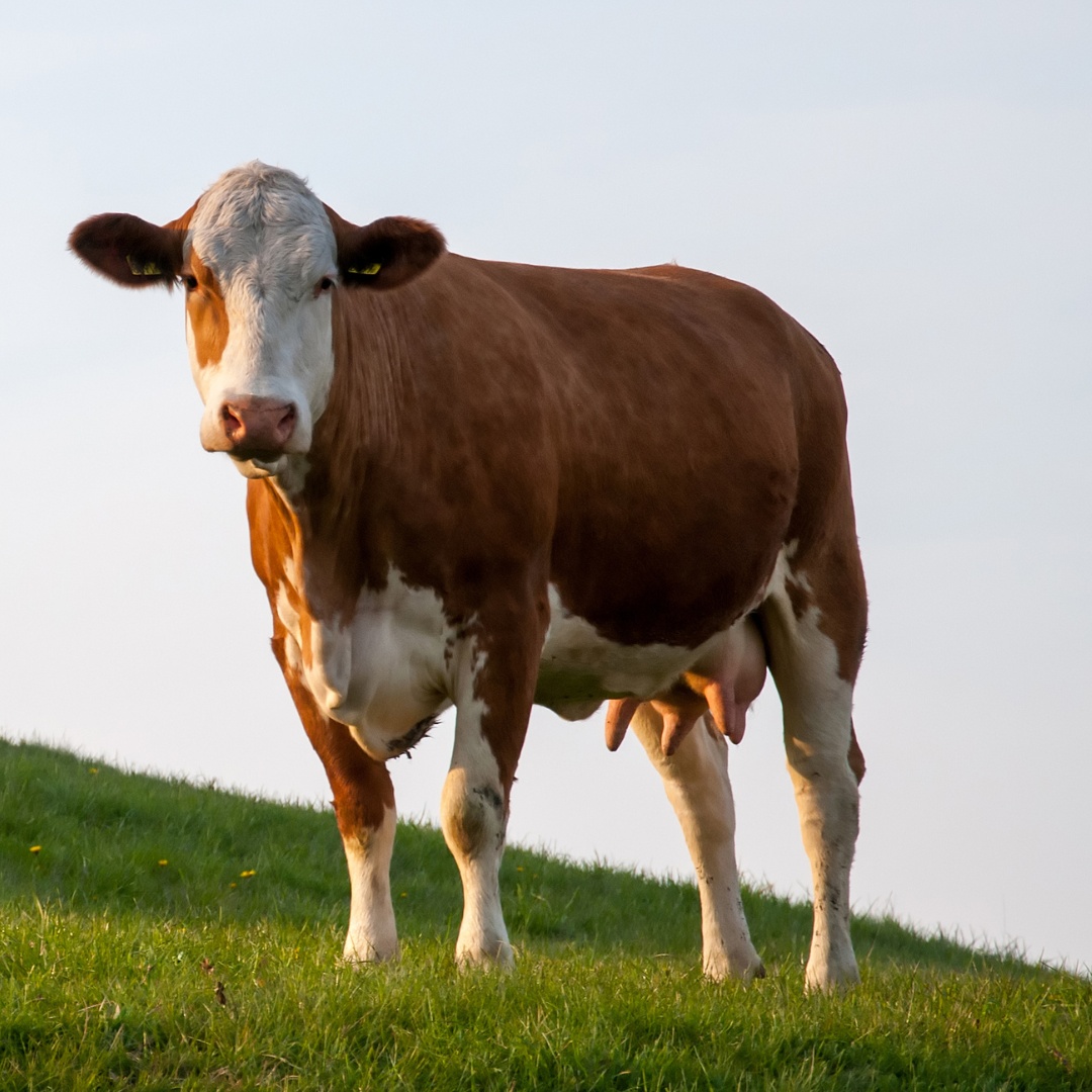 A brown and white cow stands on a grassy hill