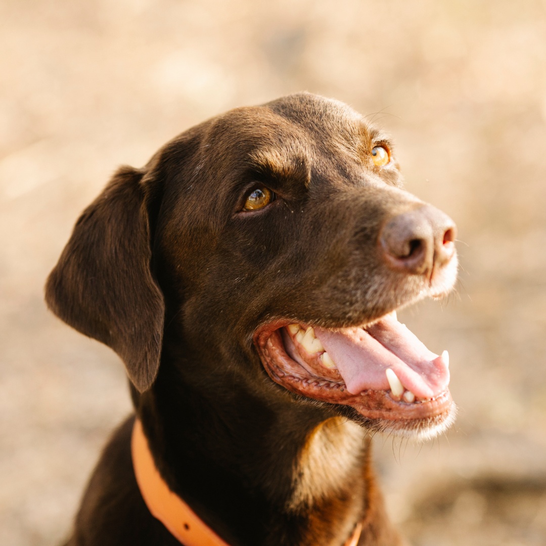 A brown dog with its tongue out and mouth open