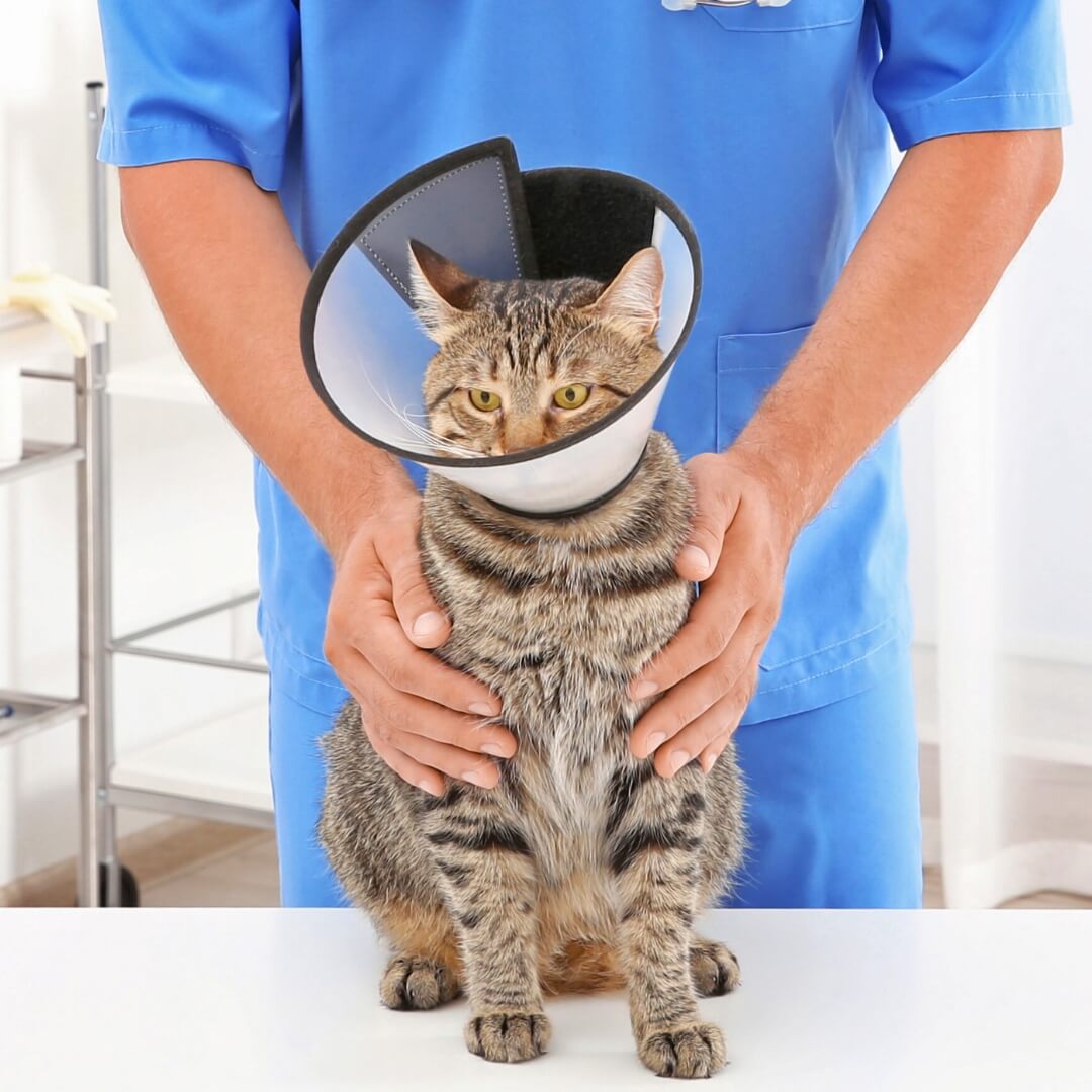 A cat wearing a protective cone around its head