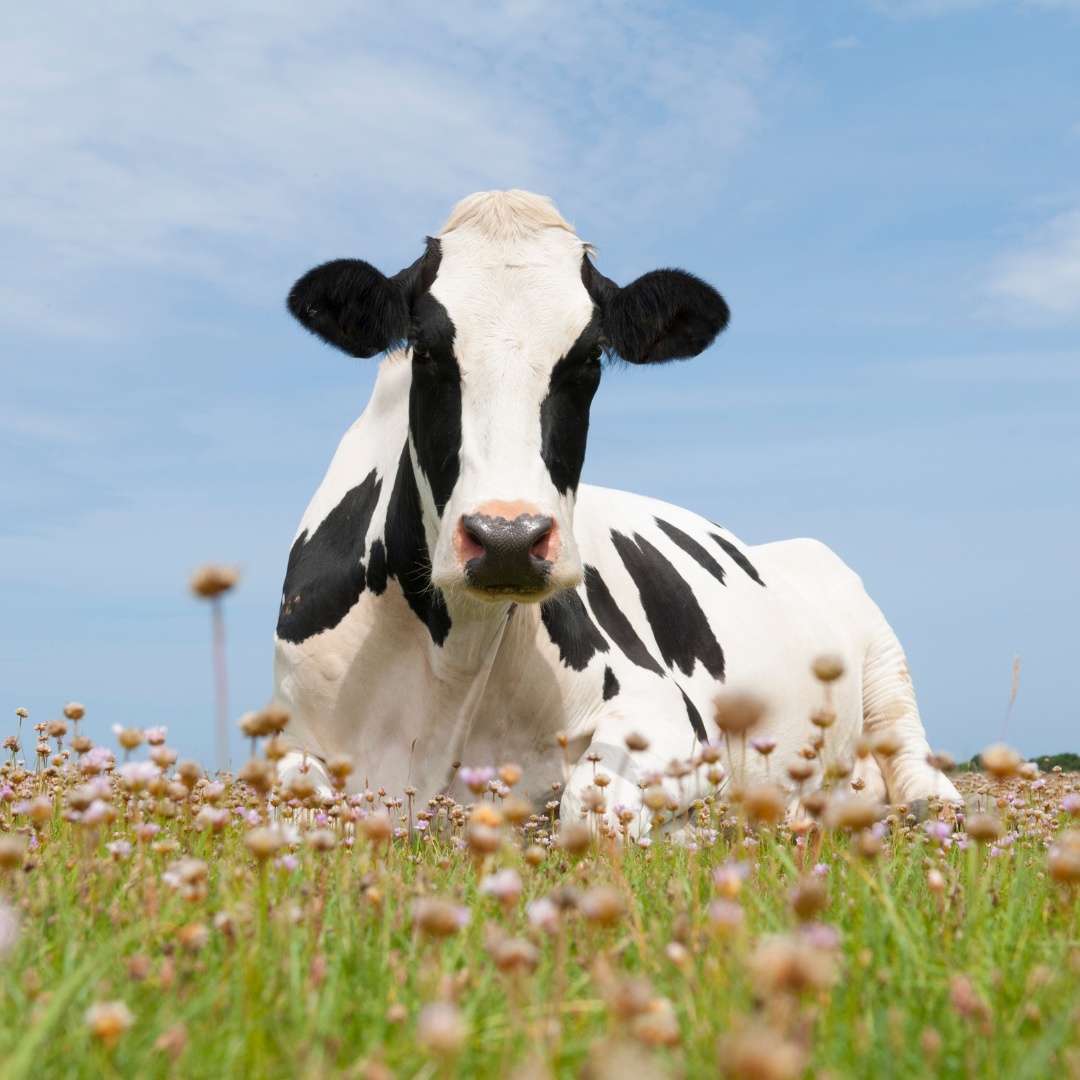 A cow resting peacefully in a vibrant field filled