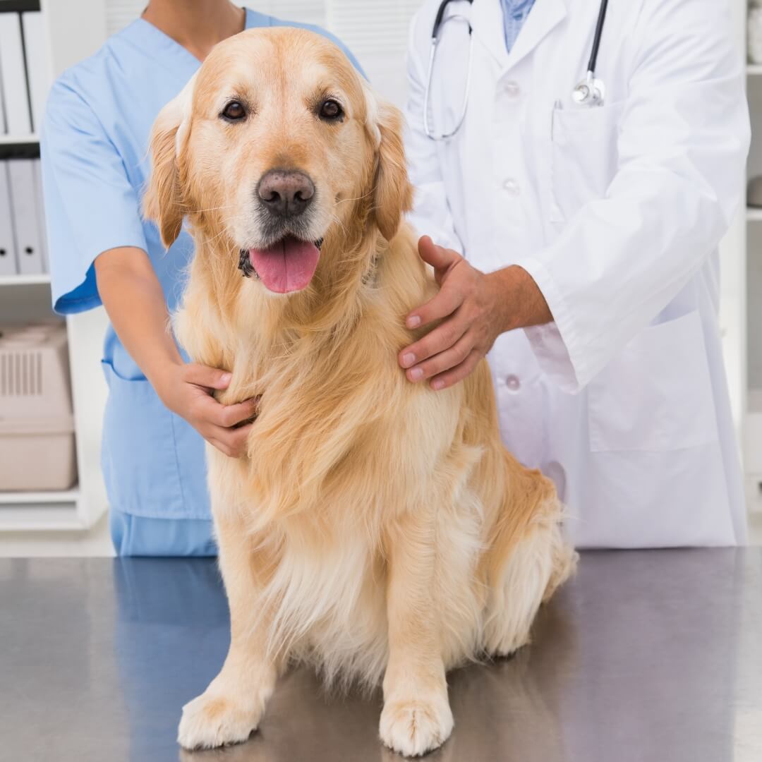A dog sits on a veterinary exam table while being held by two persons