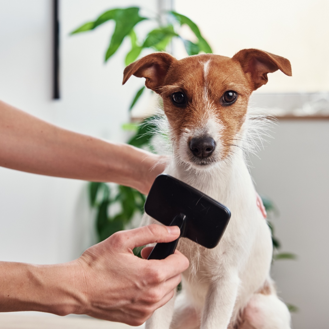 A person gently grooms a dog