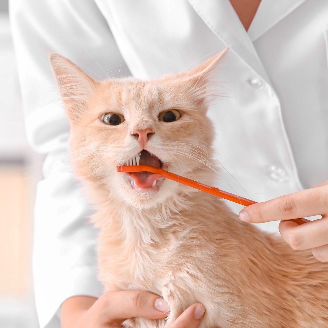 A person in a white coat gently brushes a cat's teeth