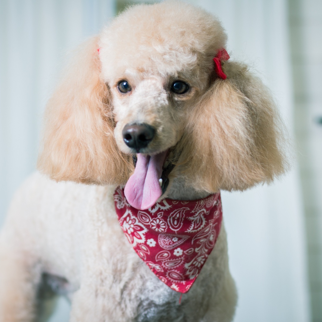 A poodle wearing a colorful bandana