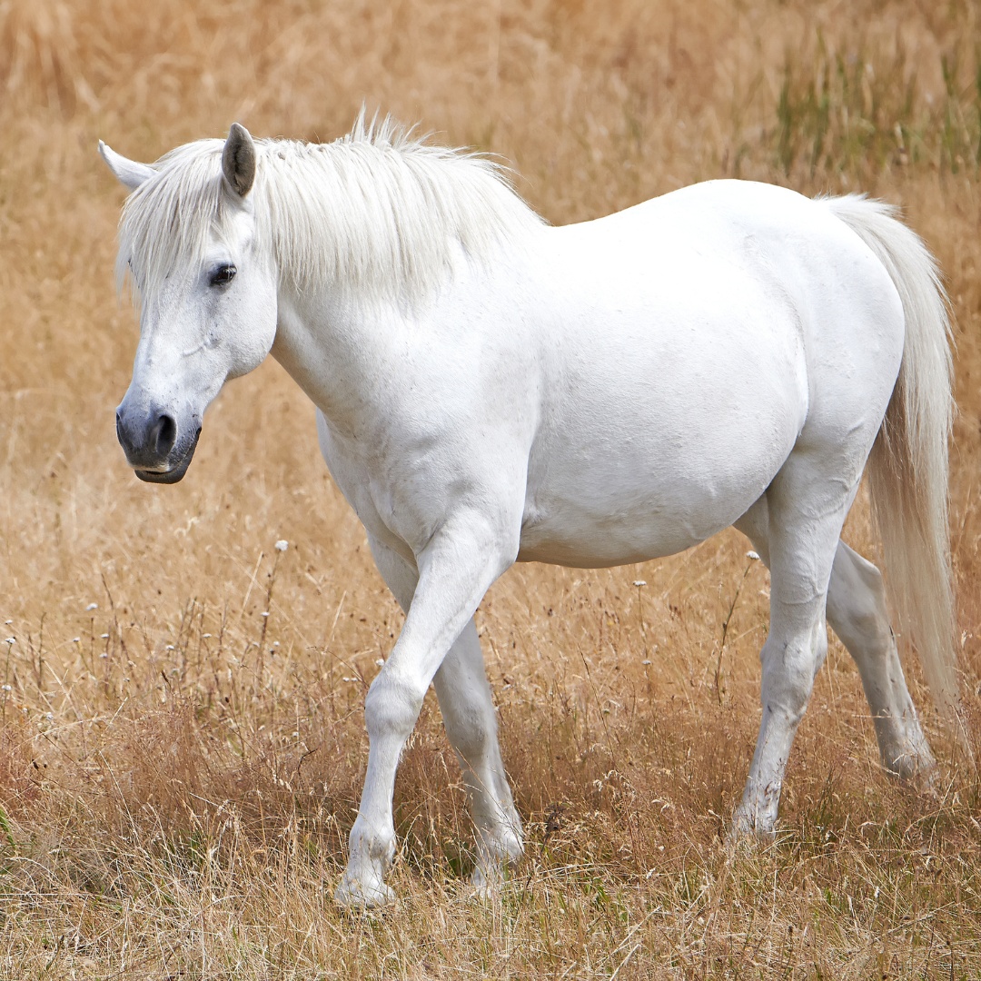 A white horse walks gracefully through a lush green field