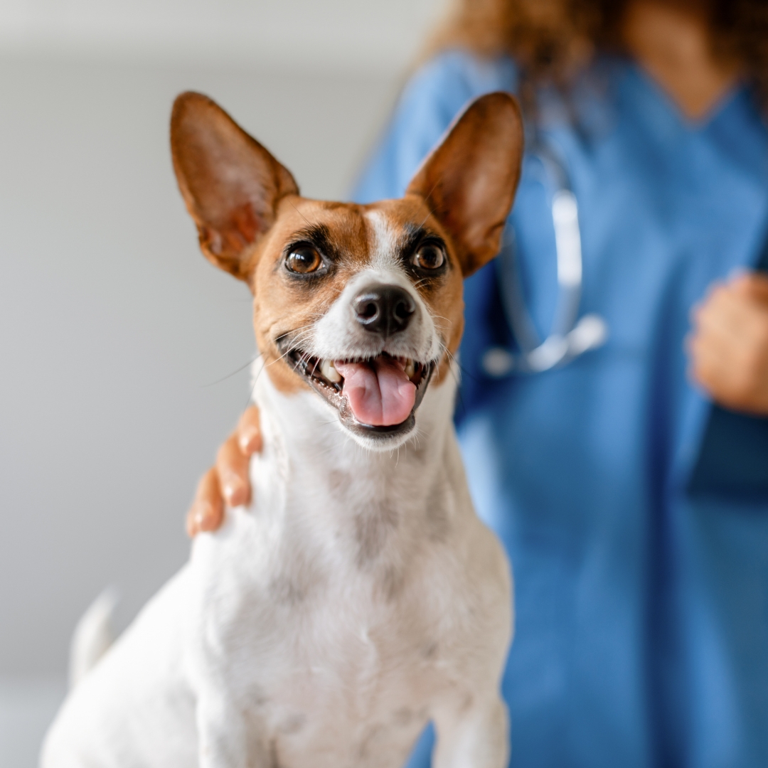 Small white dog with brown ears held by person in scrubs